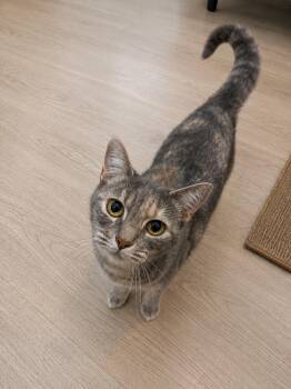 Sushi -  Domestic Short Hair Cat for Adoption in Ben Avon, Pennsylvania - Sushi | PetCurious
