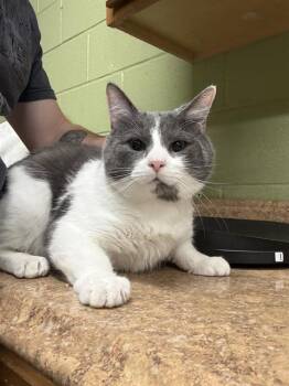 Domestic Short Hair Cats Available for Adoption in Indianapolis, Indiana - JOVI | PetCurious