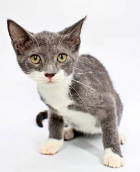 Starfire -  Domestic Short Hair Cat for Adoption in Morton Grove, Illinois - Starfire | PetCurious