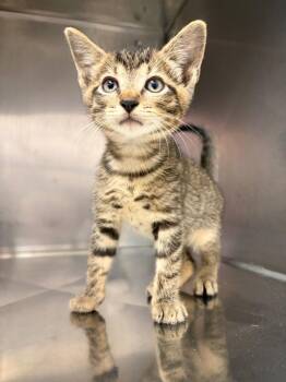Charming -  Domestic Short Hair Cat for Adoption in Murray, Kentucky - Charming | PetCurious