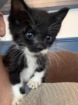 Matt -  Domestic Short Hair Cat for Adoption - Matt | PetCurious