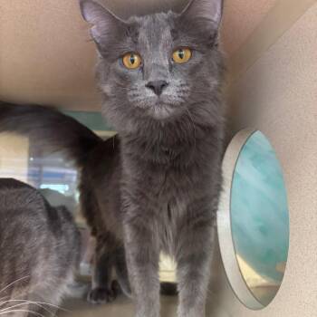 Wolfie -  Domestic Long Hair Cat for Adoption in Marshalltown, Iowa - Wolfie | PetCurious