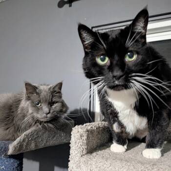 Rescue Domestic Long Hair Cats for Adoption in Calgary, Alberta - Shamu & Smokey | PetCurious