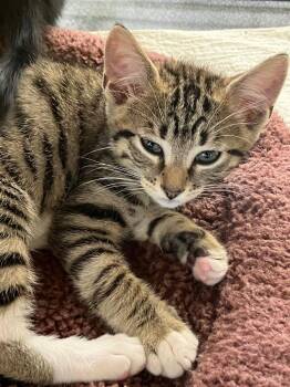 Domestic Short Hair Cats Available for Adoption in Lunenburg, Massachusetts - Finn | PetCurious