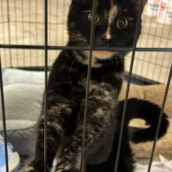 Rescue Domestic Short Hair Cats for Adoption in Coos Bay, Oregon - Rachel | PetCurious
