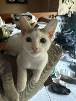 Uraka -  Domestic Short Hair Cat for Adoption in Topeka, Kansas - Uraka | PetCurious