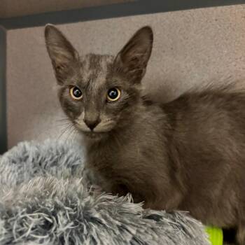 Pocus -  Domestic Medium Hair Cat for Adoption in Goleta, California - Pocus | PetCurious