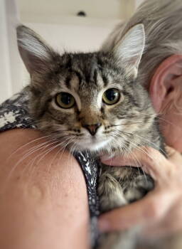 Rescue Domestic Medium Hair Cats for Adoption in Longwood, Florida - Claire | PetCurious