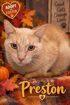 Preston (FCID# 09/10/2026 - 40 Trainer) -  Tabby Cat for Adoption in Greenville, Delaware - Preston (FCID# 09/10/2026 - 40 Trainer) | PetCurious