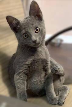 Mr Smokee -  Russian Blue Cat for Adoption in Fort Myers, Florida - Mr Smokee | PetCurious