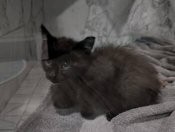 Rescue Domestic Short Hair Cats for Adoption in Lubbock, Texas - Tommy | PetCurious