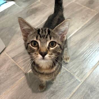 Brownie 3 -  Domestic Short Hair Cat for Adoption in Bulverde, Texas - Brownie 3 | PetCurious