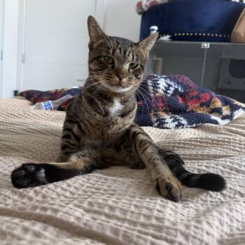 Maui -  Domestic Short Hair Cat for Adoption in Bayonne, New Jersey - Maui | PetCurious