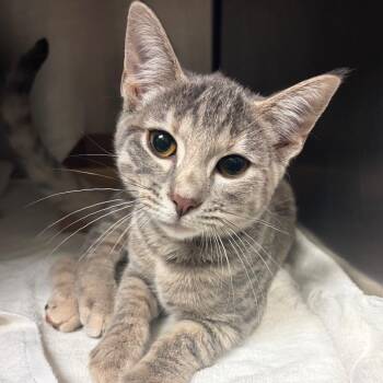 Tara -  Domestic Short Hair Cat for Adoption in Nashville, Tennessee - Tara | PetCurious