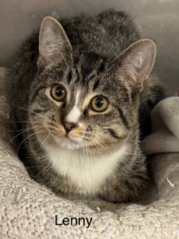Tabby Cats Available for Adoption - Lenny | PetCurious
