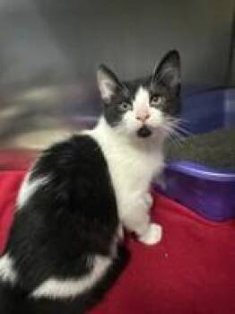 Akon-Bonded to Ray -  Domestic Short Hair Cat for Adoption in Manitowoc, Wisconsin - Akon-Bonded To Ray | PetCurious