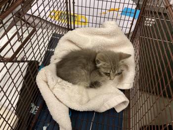 Domestic Short Hair Cats Available for Adoption in Ontario, California - WINTER - NEEDS A FOSTER | PetCurious