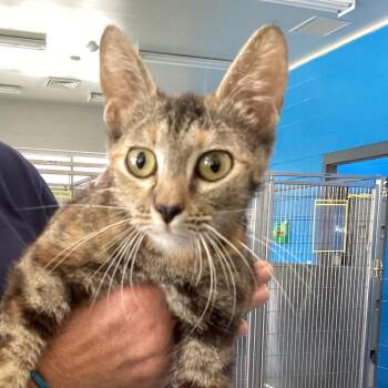 Gwen -  Domestic Short Hair Cat for Adoption in Montgomery, Alabama - Gwen | PetCurious