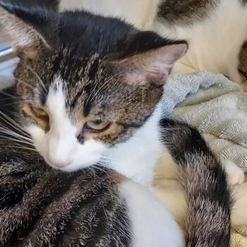 Rescue Domestic Short Hair Cats for Adoption in Natick, Massachusetts - Lino | PetCurious