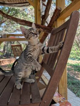 JuicedBall -  Domestic Short Hair Cat for Adoption in Fischer, Texas - JuicedBall | PetCurious