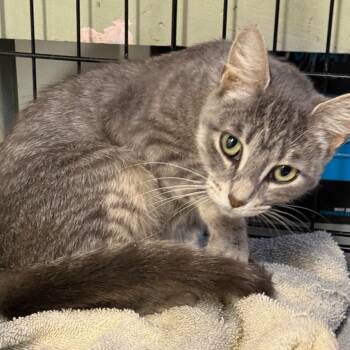 Darla -  Domestic Short Hair Cat for Adoption in Matteson, Illinois - Darla | PetCurious