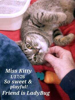 Tabby Cats Available for Adoption - Miss Kitty | PetCurious