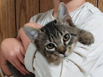 Rescue Domestic Short Hair Cats for Adoption in Evans, Georgia - Duck | PetCurious