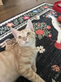 Ichigo -  Siamese and American Shorthair Cat for Adoption in Austin, Texas - Ichigo | PetCurious