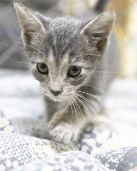 McGee -  Domestic Short Hair and American Shorthair Cat for Adoption in Bedford, Indiana - McGee | PetCurious