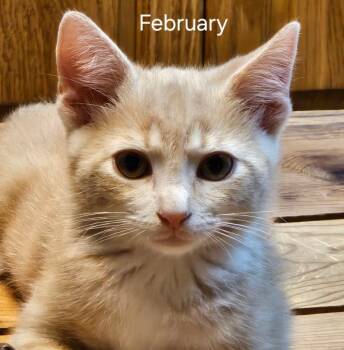 Rescue Domestic Short Hair Cats for Adoption in Parkville, Maryland - February | PetCurious