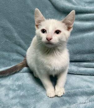 Domestic Short Hair Cats Available for Adoption in Jackson, Michigan - Button | PetCurious