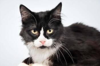 KIWI -  Domestic Short Hair Cat for Adoption in Loveland, Colorado - KIWI | PetCurious