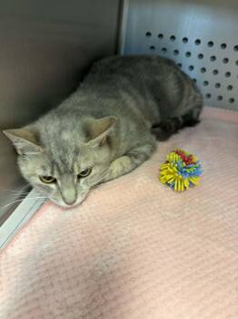 Domestic Short Hair Cats Available for Adoption in Orange, Virginia - Tilly | PetCurious