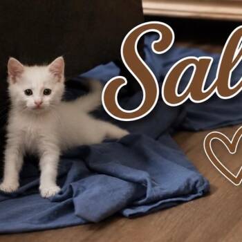 SALSA -  Domestic Short Hair Cat for Adoption in Auburn, California - SALSA | PetCurious