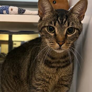Mork -  Domestic Short Hair Cat Available for Adoption in West Palm Beach, Florida - Mork | PetCurious