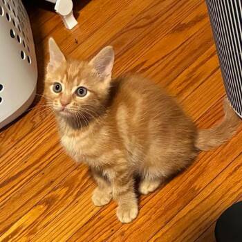 Oliver -  Domestic Short Hair Cat for Adoption in Pleasant Hill, California - Oliver | PetCurious