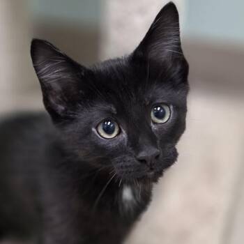 Chip -  Domestic Short Hair Cat for Adoption in Pittsford, Vermont - Chip | PetCurious