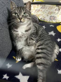 Domestic Short Hair Cats Available for Adoption in Montreal, Quebec - Billie Holiday | PetCurious