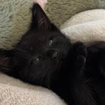 Domestic Short Hair Cats Available for Adoption in Tustin, California - Chunky Monkey (Yellow) | PetCurious