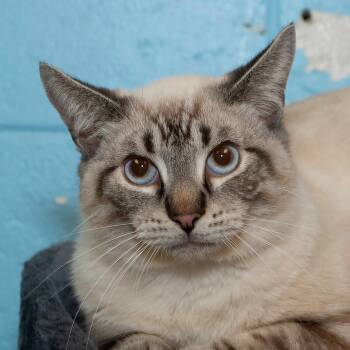 Domestic Short Hair Cats Available for Adoption - Felix | PetCurious