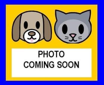 Domestic Short Hair Cats Available for Adoption in San Antonio, Texas - BATGIRL | PetCurious