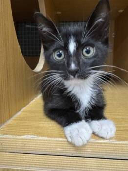 Clyde -  Domestic Short Hair Cat for Adoption in Honolulu, Hawaii - Clyde | PetCurious