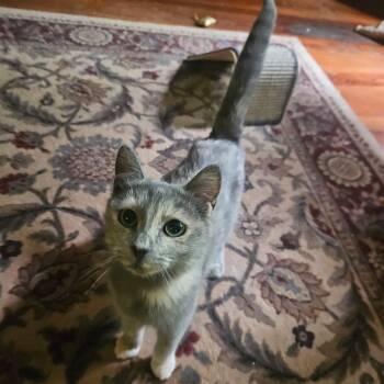 Camille -  Domestic Short Hair Cat for Adoption in Murfreesboro, Tennessee - Camille | PetCurious