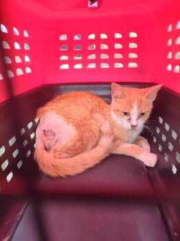 Summer -  Domestic Short Hair Cat for Adoption in Cromwell, Kentucky - Summer | PetCurious