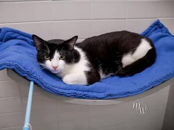 Domestic Short Hair Cats Available for Adoption - MARKATHAN | PetCurious