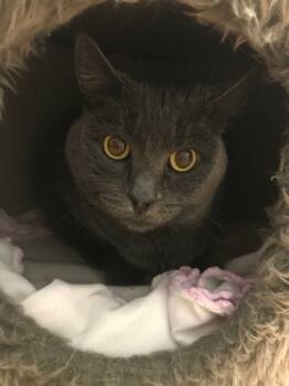 Rescue Domestic Short Hair Cats for Adoption in Youngtown, Arizona - Kaye | PetCurious