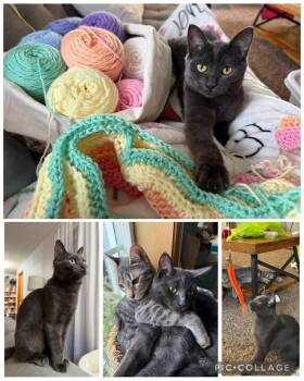 Boomer -  Domestic Short Hair Cat for Adoption in Newberg, Oregon - Boomer | PetCurious