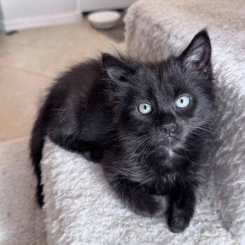 Jordan -  Domestic Medium Hair Cat for Adoption in Oracle, Arizona - Jordan | PetCurious