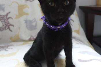 Izzy -  Domestic Short Hair Cat for Adoption in Eureka, California - Izzy | PetCurious