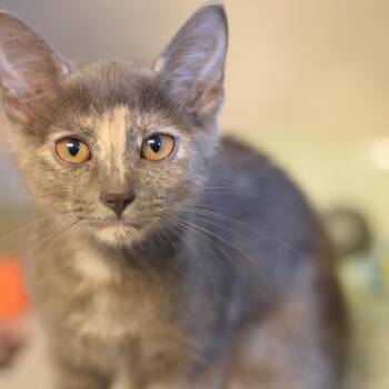 Colleen -  Domestic Short Hair Cat for Adoption in Belleville, Illinois - Colleen | PetCurious